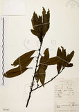 中文名:山胡椒(S051567)學名:Litsea cubeba (Lour.) Pers.(S051567)英文名:Moutain Spicy Tree