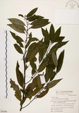中文名:山胡椒(S053696)學名:Litsea cubeba (Lour.) Pers.(S053696)英文名:Moutain Spicy Tree