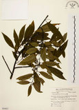 中文名:山胡椒(S054027)學名:Litsea cubeba (Lour.) Pers.(S054027)英文名:Moutain Spicy Tree