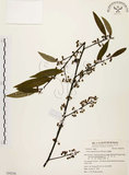 中文名:山胡椒(S054336)學名:Litsea cubeba (Lour.) Pers.(S054336)英文名:Moutain Spicy Tree