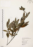 中文名:山胡椒(S054886)學名:Litsea cubeba (Lour.) Pers.(S054886)英文名:Moutain Spicy Tree