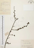 中文名:山胡椒(S055806)學名:Litsea cubeba (Lour.) Pers.(S055806)英文名:Moutain Spicy Tree