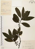 中文名:山胡椒(S055807)學名:Litsea cubeba (Lour.) Pers.(S055807)英文名:Moutain Spicy Tree
