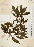 中文名:山胡椒(S059748)學名:Litsea cubeba (Lour.) Pers.(S059748)英文名:Moutain Spicy Tree