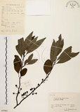 中文名:山胡椒(S059861)學名:Litsea cubeba (Lour.) Pers.(S059861)英文名:Moutain Spicy Tree