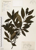 中文名:山胡椒(S060095)學名:Litsea cubeba (Lour.) Pers.(S060095)英文名:Moutain Spicy Tree