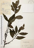 中文名:山胡椒(S060514)學名:Litsea cubeba (Lour.) Pers.(S060514)英文名:Moutain Spicy Tree