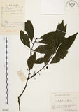 中文名:山胡椒(S061403)學名:Litsea cubeba (Lour.) Pers.(S061403)英文名:Moutain Spicy Tree