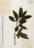 中文名:山胡椒(S061739)學名:Litsea cubeba (Lour.) Pers.(S061739)英文名:Moutain Spicy Tree
