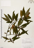 中文名:山胡椒(S063149)學名:Litsea cubeba (Lour.) Pers.(S063149)英文名:Moutain Spicy Tree