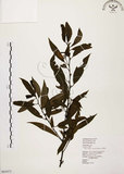 中文名:山胡椒(S063473)學名:Litsea cubeba (Lour.) Pers.(S063473)英文名:Moutain Spicy Tree