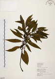 中文名:山胡椒(S063507)學名:Litsea cubeba (Lour.) Pers.(S063507)英文名:Moutain Spicy Tree