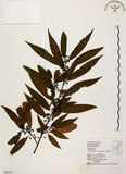 中文名:山胡椒(S063591)學名:Litsea cubeba (Lour.) Pers.(S063591)英文名:Moutain Spicy Tree