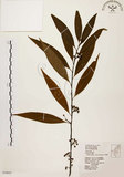中文名:山胡椒(S063602)學名:Litsea cubeba (Lour.) Pers.(S063602)英文名:Moutain Spicy Tree