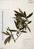 中文名:山胡椒(S064822)學名:Litsea cubeba (Lour.) Pers.(S064822)英文名:Moutain Spicy Tree