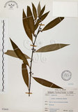 中文名:山胡椒(S070658)學名:Litsea cubeba (Lour.) Pers.(S070658)英文名:Moutain Spicy Tree