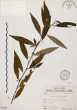 中文名:山胡椒(S070660)學名:Litsea cubeba (Lour.) Pers.(S070660)英文名:Moutain Spicy Tree