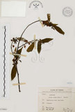 中文名:山胡椒(S070664)學名:Litsea cubeba (Lour.) Pers.(S070664)英文名:Moutain Spicy Tree