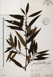 中文名:山胡椒(S071753)學名:Litsea cubeba (Lour.) Pers.(S071753)英文名:Moutain Spicy Tree