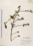 中文名:山胡椒(S072643)學名:Litsea cubeba (Lour.) Pers.(S072643)英文名:Moutain Spicy Tree