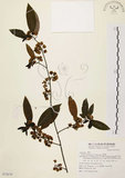 中文名:山胡椒(S072679)學名:Litsea cubeba (Lour.) Pers.(S072679)英文名:Moutain Spicy Tree