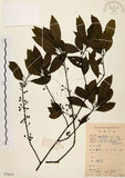 中文名:山胡椒(S078639)學名:Litsea cubeba (Lour.) Pers.(S078639)英文名:Moutain Spicy Tree