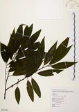 中文名:山胡椒(S082346)學名:Litsea cubeba (Lour.) Pers.(S082346)英文名:Moutain Spicy Tree