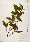 中文名:山胡椒(S082699)學名:Litsea cubeba (Lour.) Pers.(S082699)英文名:Moutain Spicy Tree