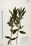 中文名:山胡椒(S082765)學名:Litsea cubeba (Lour.) Pers.(S082765)英文名:Moutain Spicy Tree