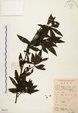 中文名:山胡椒(S083331)學名:Litsea cubeba (Lour.) Pers.(S083331)英文名:Moutain Spicy Tree