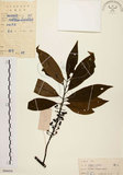 中文名:山胡椒(S084436)學名:Litsea cubeba (Lour.) Pers.(S084436)英文名:Moutain Spicy Tree