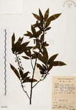 中文名:山胡椒(S084502)學名:Litsea cubeba (Lour.) Pers.(S084502)英文名:Moutain Spicy Tree