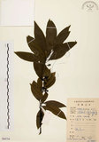 中文名:山胡椒(S084724)學名:Litsea cubeba (Lour.) Pers.(S084724)英文名:Moutain Spicy Tree