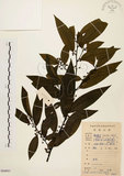 中文名:山胡椒(S084861)學名:Litsea cubeba (Lour.) Pers.(S084861)英文名:Moutain Spicy Tree