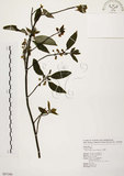 中文名:山胡椒(S087380)學名:Litsea cubeba (Lour.) Pers.(S087380)英文名:Moutain Spicy Tree