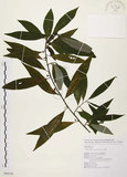 中文名:山胡椒(S089156)學名:Litsea cubeba (Lour.) Pers.(S089156)英文名:Moutain Spicy Tree