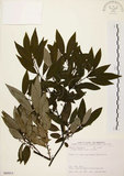 中文名:山胡椒(S089915)學名:Litsea cubeba (Lour.) Pers.(S089915)英文名:Moutain Spicy Tree