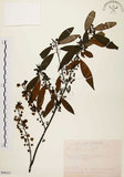 中文名:山胡椒(S090223)學名:Litsea cubeba (Lour.) Pers.(S090223)英文名:Moutain Spicy Tree