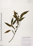 中文名:山胡椒(S090651)學名:Litsea cubeba (Lour.) Pers.(S090651)英文名:Moutain Spicy Tree