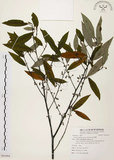 中文名:山胡椒(S091094)學名:Litsea cubeba (Lour.) Pers.(S091094)英文名:Moutain Spicy Tree