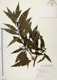 中文名:山胡椒(S091243)學名:Litsea cubeba (Lour.) Pers.(S091243)英文名:Moutain Spicy Tree