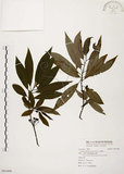 中文名:山胡椒(S091898)學名:Litsea cubeba (Lour.) Pers.(S091898)英文名:Moutain Spicy Tree