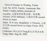中文名:山胡椒(S097858)學名:Litsea cubeba (Lour.) Pers.(S097858)英文名:Moutain Spicy Tree