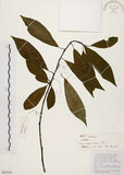 中文名:山胡椒(S097858)學名:Litsea cubeba (Lour.) Pers.(S097858)英文名:Moutain Spicy Tree