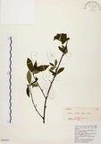 中文名:山胡椒(S098543)學名:Litsea cubeba (Lour.) Pers.(S098543)英文名:Moutain Spicy Tree