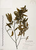 中文名:山胡椒(S100534)學名:Litsea cubeba (Lour.) Pers.(S100534)英文名:Moutain Spicy Tree