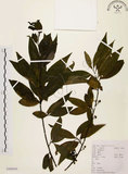 中文名:山胡椒(S104545)學名:Litsea cubeba (Lour.) Pers.(S104545)英文名:Moutain Spicy Tree