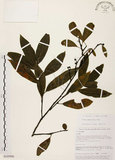 中文名:山胡椒(S105986)學名:Litsea cubeba (Lour.) Pers.(S105986)英文名:Moutain Spicy Tree