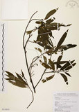 中文名:山胡椒(S110435)學名:Litsea cubeba (Lour.) Pers.(S110435)英文名:Moutain Spicy Tree