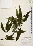中文名:山胡椒(S110537)學名:Litsea cubeba (Lour.) Pers.(S110537)英文名:Moutain Spicy Tree